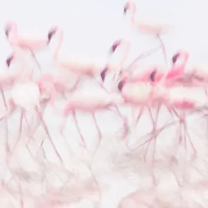 Flamingos Feeding in High Key