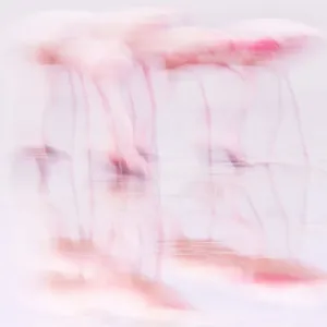 Flamingos Feeding in High Key