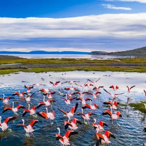 Flamingos flying over the lake at sunrise. Argentina, Lago Argentino
