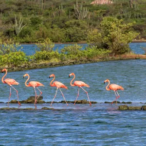 Flamingos at Jan Kok, Curacao