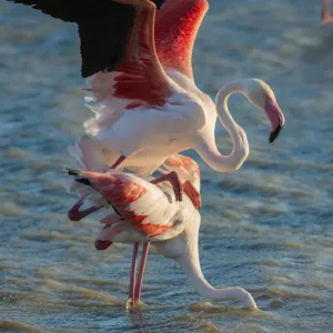 Gregarious Flamingos Print - Camargue Mating Scene Gregarious Flamingos Print - Camargue Mating Scene
