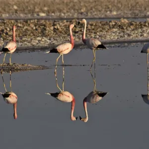 Flamingos Print - Atacama Desert, Chile Flamingos Print - Atacama Desert, Chile