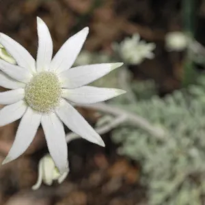 Flannel Flower -Actinotus helianthi-, Botanical Garden, Canberra, Australia