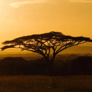 Acacia a coda piatta Acacia a coda piatta