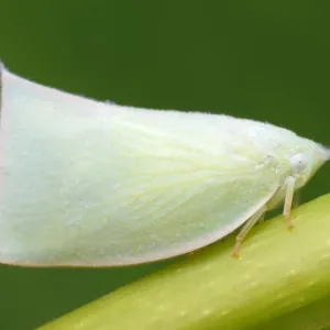 Flatid Planthopper Insect Print Flatid Planthopper Insect Print