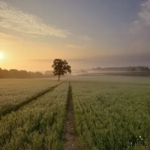 Flax Field Print at Dawn Flax Field Print at Dawn