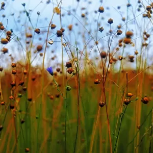 Flax Field, Co Down, Ireland