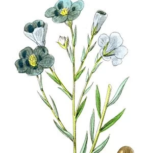 Flax plant botanical engraving 1857