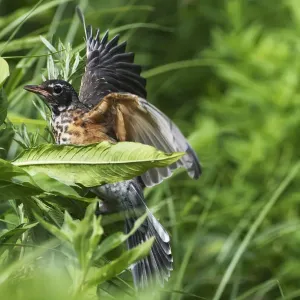 Early Summer American Robin Fledgling Print