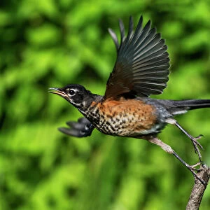 Fledgling American robin in flight