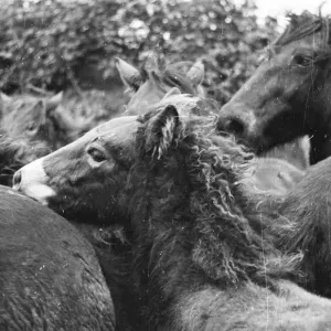 Exmoor Ponies Rounded Up Print Exmoor Ponies Rounded Up Print