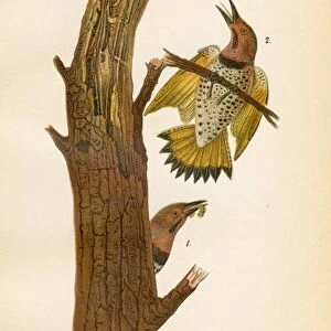 Flicker bird lithograph 1890