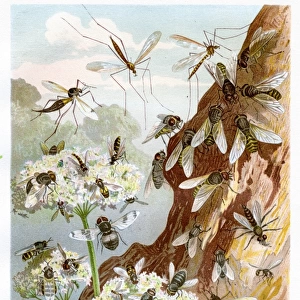 Flies Chromolithograph 1884