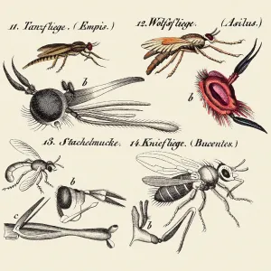 Flies and other insects, 19 century science illustration Flies and other insects, 19 century science illustration