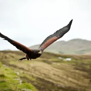 In Flight In Flight