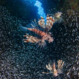 Lionfish Prey on Glassfish in Dahab Canyon Print