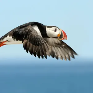 Atlantic Puffin Print on Machias Seal Island