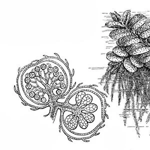 Floating fern (Salvinia natans)