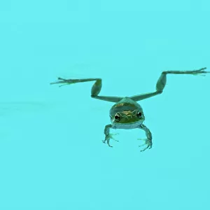 Floating green frog