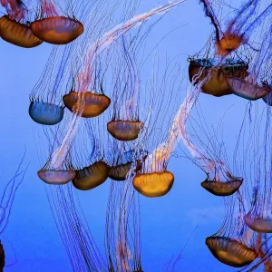 Floating Jellyfish Floating Jellyfish