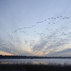 Flock of birds flying over a marsh in the morning, Tiste Bauernmoor, Burgsittensen, Lower Saxony, Germany
