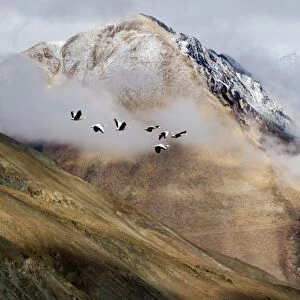 Flock of birds and mountain range