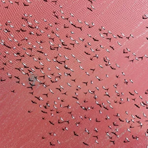 Flock of flamingos flying above Laguna Colorada seen from an aerial point of view, Bolivia