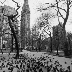 Madison Park Pigeons Print Madison Park Pigeons Print
