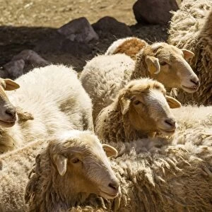 Flock of sheep, El Cedro, La Gomera, Canary Islands, Spain