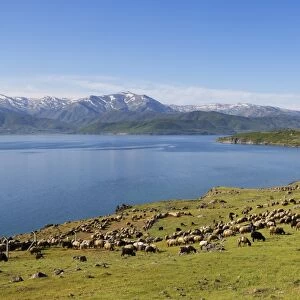 Flock of sheep at Lake Van or Van Golu near Tatvan, Bitlis Province, Eastern Anatolia Region, Anatolia, Turkey