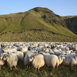 Flock of sheep near Kirkjubaejarklaustur, green hills at the back, southern Iceland, Iceland, Europe