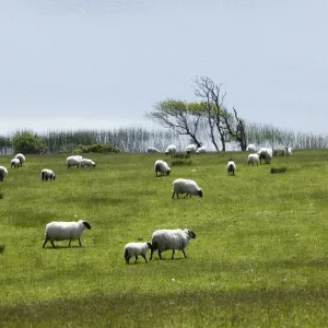 Flock of sheep on pasture, Ballynakill Lake, Connemara, County Galway, Republic of Ireland, Europe Flock of sheep on pasture, Ballynakill Lake, Connemara, County Galway, Republic of Ireland, Europe
