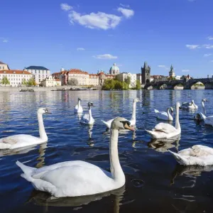 Swans on Vltava River Print Swans on Vltava River Print