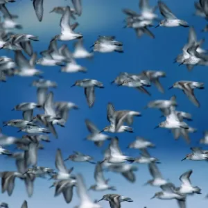 Flock of western sandpipers migrating to breed in Arctic Flock of western sandpipers migrating to breed in Arctic