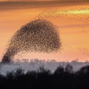 Flocks (murmurations) Of Starlings; (Species: Sturnus vulgaris; Family: Sturnidae; Order: Passeriformes)