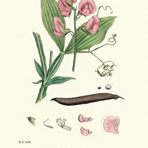 Flora, Lathyrus latifolius, perennial peavine, broad-leaved everlasting-pea