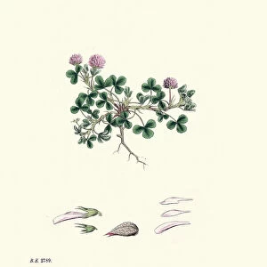 Flora, Trifolium Resupinatum Reversed-Flowered Trefoil