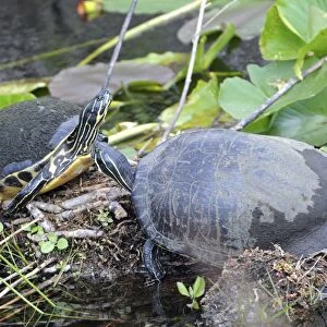 Two Florida redbelly turtles, Pseudemys nelsoni, sunning themselves on a creek bank. Everglades National Park, Florida, USA. UNESCO World Heritage Site (Biosphere Reserve)