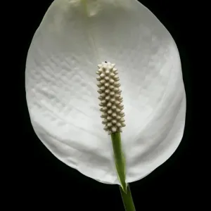 Flower Flower