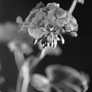 En Fleurs. En Fleurs.