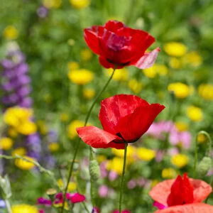 Flower bed with poppies -Papaver rhoeas-