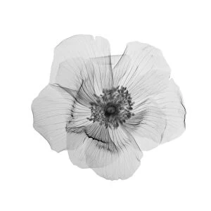 Flower in bloom, X-ray