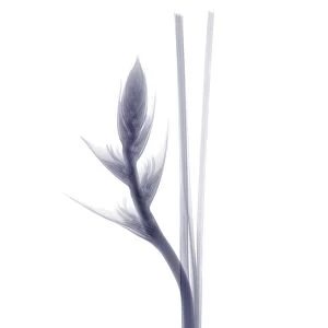 Flower bud and stem, X-ray