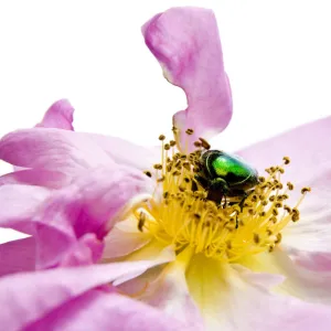 Flower chafer (Cetoniinae) on rose