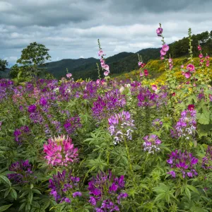 Flower garden, Thung Dok Bua Tong, Amphoe Khun Yuam, Mae Hong Son Province, northern Thailand, Thailand, Asia