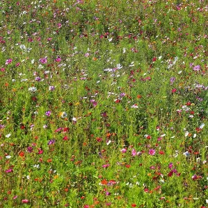 Flower meadow, biotope meadow, Jardins du Manoir d'Eyrignac, Gardens of the Manoir d Eyrignac, Salignac-Eyvigues, Perigord noir, Aquitaine region, Dordogne department, France Flower meadow, biotope meadow, Jardins du Manoir d'Eyrignac, Gardens of the Manoir d Eyrignac, Salignac-Eyvigues, Perigord noir, Aquitaine region, Dordogne department, France