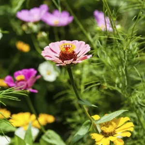Flower meadow with Zinnias -Zinnia violacea-, India Flower meadow with Zinnias -Zinnia violacea-, India
