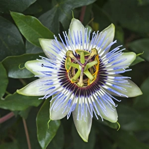 Flower of a Passion Flower -Passiflora sp. -, Bavaria, Germany