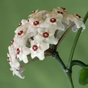 Flower umbel of a Wax Plant -Hoya carnosa-