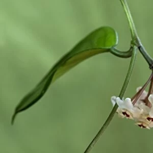 Flower umbel of a Wax Plant -Hoya carnosa-